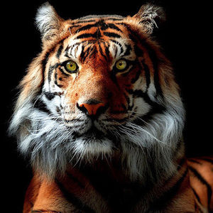 Meet your Posher, Alexander